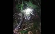Người phụ nữ tử vong vì bị trăn khổng lồ dài gần 8m tấn công trong vườn nhà