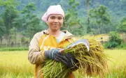 Người Rục chinh phục cây lúa nước nhờ bộ đội biên phòng