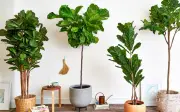 Người sinh từ tháng 1 đến tháng 6: Ngày cây bản mệnh này giúp tiền vào như nước