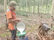 Người trồng cao su ở Quảng Trị phấn khởi vì giá mủ tăng cao