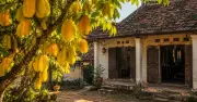 Người xưa dặn: Đừng chặt 3 cây quý trong sân vườn kẻo mất lộc