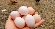 Ngành chăn nuôi gà đẻ lao đao vì giá trứng giảm sâu, thua lỗ nặng