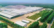 Ngành sắn Việt Nam hướng tới tự chủ nguyên liệu và năng lượng xanh