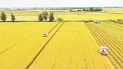 Ngành trồng trọt giảm phát thải: 22 tỉnh ban hành kế hoạch hành động