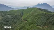 Định hình thị trường carbon Việt Nam: Nhiều cơ hội mới được mở ra