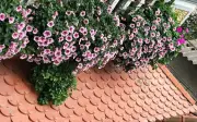 Nhà mặt phố ngày hè nhờ top 9 cây cảnh ban công chống nóng chịu nắng