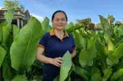 Nhờ trồng dong riềng, nông dân Thanh Hóa có thu nhập khá từ làm miến