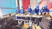 Nhiều nông sản Việt Nam mở rộng thị trường Ấn Độ năm 2026
