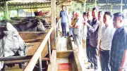 Nhân rộng mô hình chăn nuôi bò vỗ béo tuần hoàn tại Hà Tĩnh