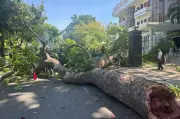Nhánh xà cừ gãy đè trúng người đi xe máy ở Khánh Hòa