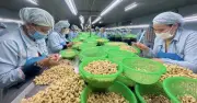 Nhập khẩu nông sản Campuchia tăng vọt: Nguyên nhân và tác động