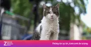 'Đệ nhất mèo' Larry gây chú ý sau khi Thủ tướng Anh từ chức