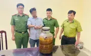 Ninh Bình: Phát hiện vận chuyển rắn hổ mang chúa ngâm rượu