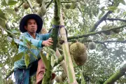 Nông dân chống bão bảo vệ từng quả loại trái cây tỷ đô cho ngày thu hoạch
