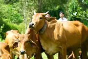 Nông dân gắn thiết bị đặc biệt cho đàn bò, tiết kiệm 70% công sức