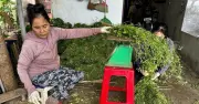 Nông dân Đà Nẵng thu 25 triệu đồng nhờ trồng 'lá mùng 5' dịp Tết Đoan Ngọ