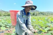 Nông dân Đà Nẵng thu lợi kép từ cánh đồng sen nở rộ