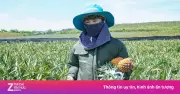 Nông dân Thanh Hóa trắng tay vì dứa chín vàng ruộng không ai mua