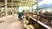 Nắng nóng 40 độ C đe dọa đàn vật nuôi, người chăn nuôi chạy đua cứu đàn