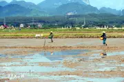 Nắng nóng kéo dài gây áp lực lớn lên đời sống và sản xuất ở Quảng Trị