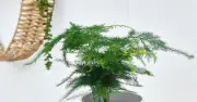 Nắng nóng đỉnh điểm: 4 loại cây giúp làm dịu phòng khách