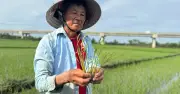 Nắng nóng, xâm nhập mặn khiến lúa hè thu Quảng Ngãi chết hàng loạt