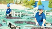 Nông sản Gia Lai vươn xa nhờ sản xuất xanh và bền vững