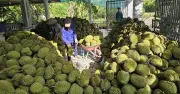 Nông sản Việt vượt khó, xuất siêu 20,7 tỉ USD: Gạo và sầu riêng dẫn đầu