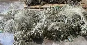 Đà Nẵng: Thu giữ 3.000 bánh ú tro chứa hàn the chuẩn bị bán ra thị trường