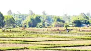 Đà Nẵng triển khai nhiều biện pháp bảo đảm nước tưới vụ hè thu 2026