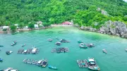 Nuôi cá lồng bè ở Hòn Nghệ: Hướng đi bền vững cho kinh tế biển
