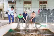 Nuôi lươn không bùn theo VietGAP: Hướng đi bền vững ở Nghệ An