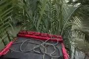 Đoàn rước dâu miền Tây thót tim trên ghe gặp sự cố liên tiếp