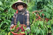 Phụ nữ Việt Nam: Động lực mới cho đầu tư khí hậu và bình đẳng giới
