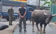 Phú Thọ: Bắt giữ đối tượng trộm trâu có nhiều tiền án