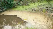 Phú Thọ: Chủ trang trại lợn bị phạt gần 500 triệu đồng vì gây ô nhiễm môi trường