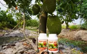 Phân bón FRUIT MAX NPK 8000: Giải pháp nuôi trái nặng ký, đạt chuẩn xuất khẩu