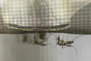 Pháp nuôi muỗi hổ triệt sản thả vào khu dân cư để chống dịch