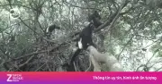 Phát hiện 15 cá thể voọc mông trắng quý hiếm tại rừng Hương Sơn, Hà Nội