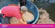 Phát hiện 8 túi đất đèn dưới ao, điều tra vụ tôm chết hàng loạt ở Quảng Trị