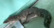 Phát hiện cá sấu dài 1m đi lạc vào nhà dân ở trung tâm thành phố