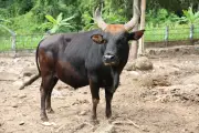 Phát hiện hai con bò tót chết bất thường trong rừng Đồng Nai
