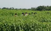 Phát hiện kho tiền 6,2 tỷ đồng chôn giấu dưới cánh đồng đay ở Ấn Độ