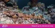 Phát hiện loài cá mập biết đi mới tại Papua New Guinea, đối mặt nguy cơ tuyệt chủng