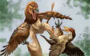 Phát hiện loài khủng long mới Jian Changmaensis, 'quái điểu' 4 cánh thời tiền sử