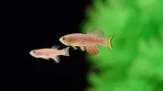 Phát hiện mối liên hệ giữa gene dậy thì sớm và nguy cơ ung thư