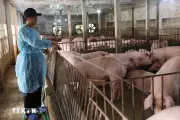 Phạt đến 80 triệu đồng hành vi dùng hóa chất cấm trong thức ăn chăn nuôi