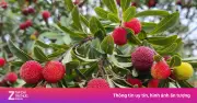Quả thanh mai: Lợi ích sức khỏe và lưu ý khi ăn