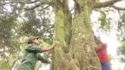Quế Trà My: Từ di sản bản địa đến thương hiệu phát triển bền vững
