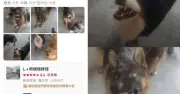 Quán cà phê chó thái độ ở Trung Quốc gây sốt với review 'dữ dằn' nhưng toàn 5 sao